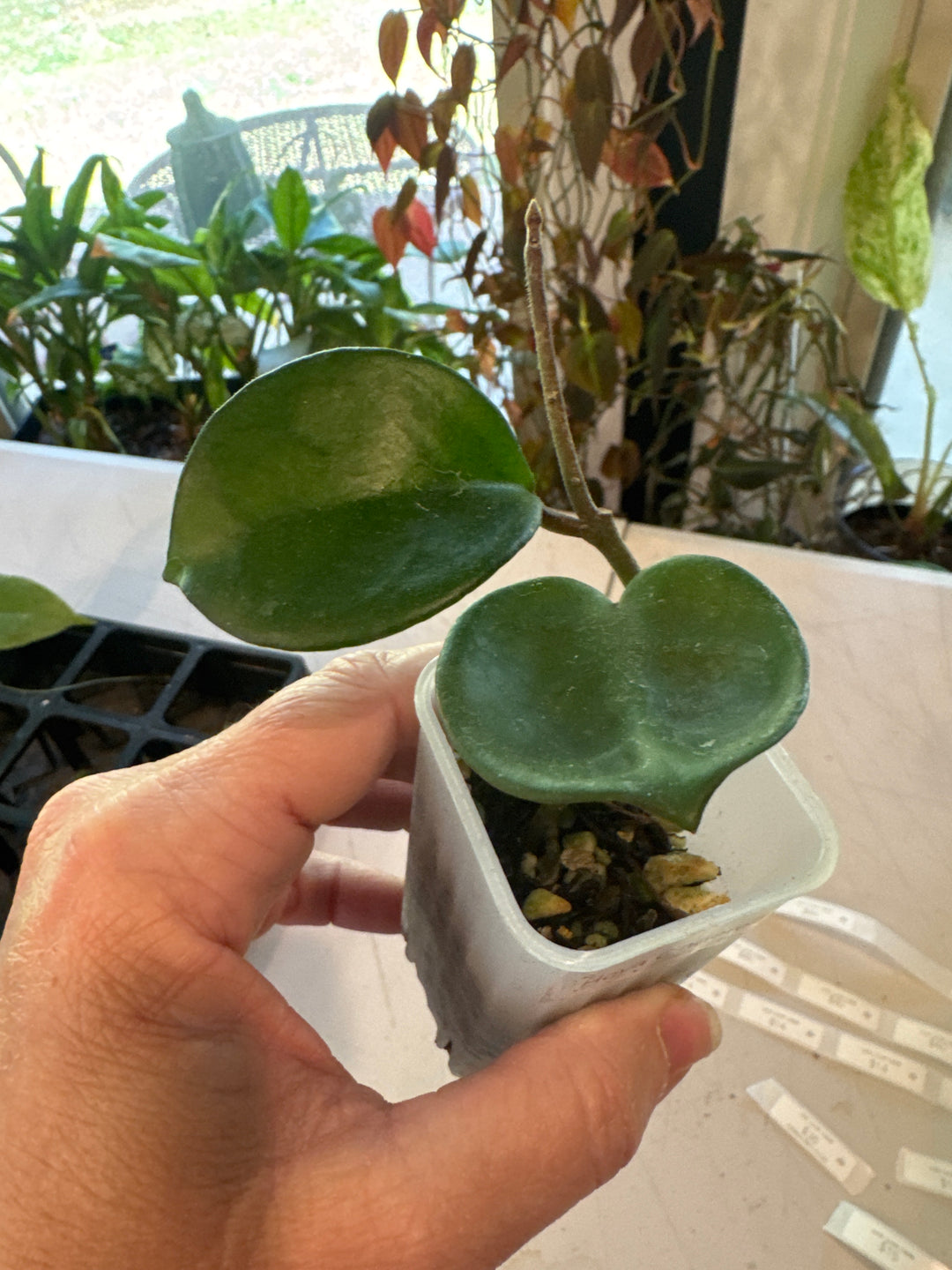 Hoya Cinderella