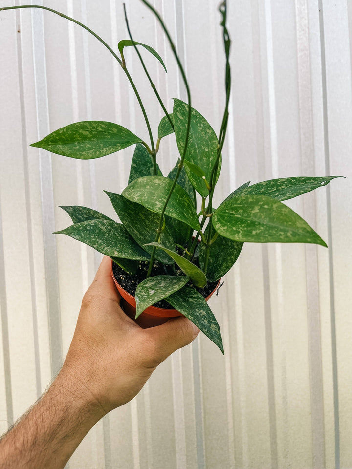 4" Hoya 'Rangsan Splash'