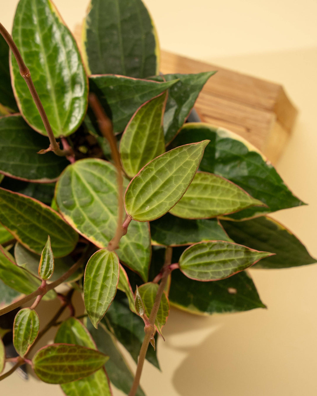 6" Variegated Hoya 'Macrophylla' (Hanging Basket)