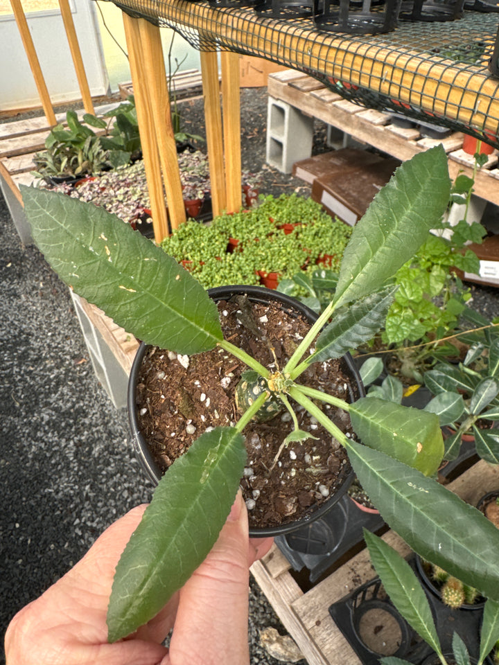 Dorstenia Foetida