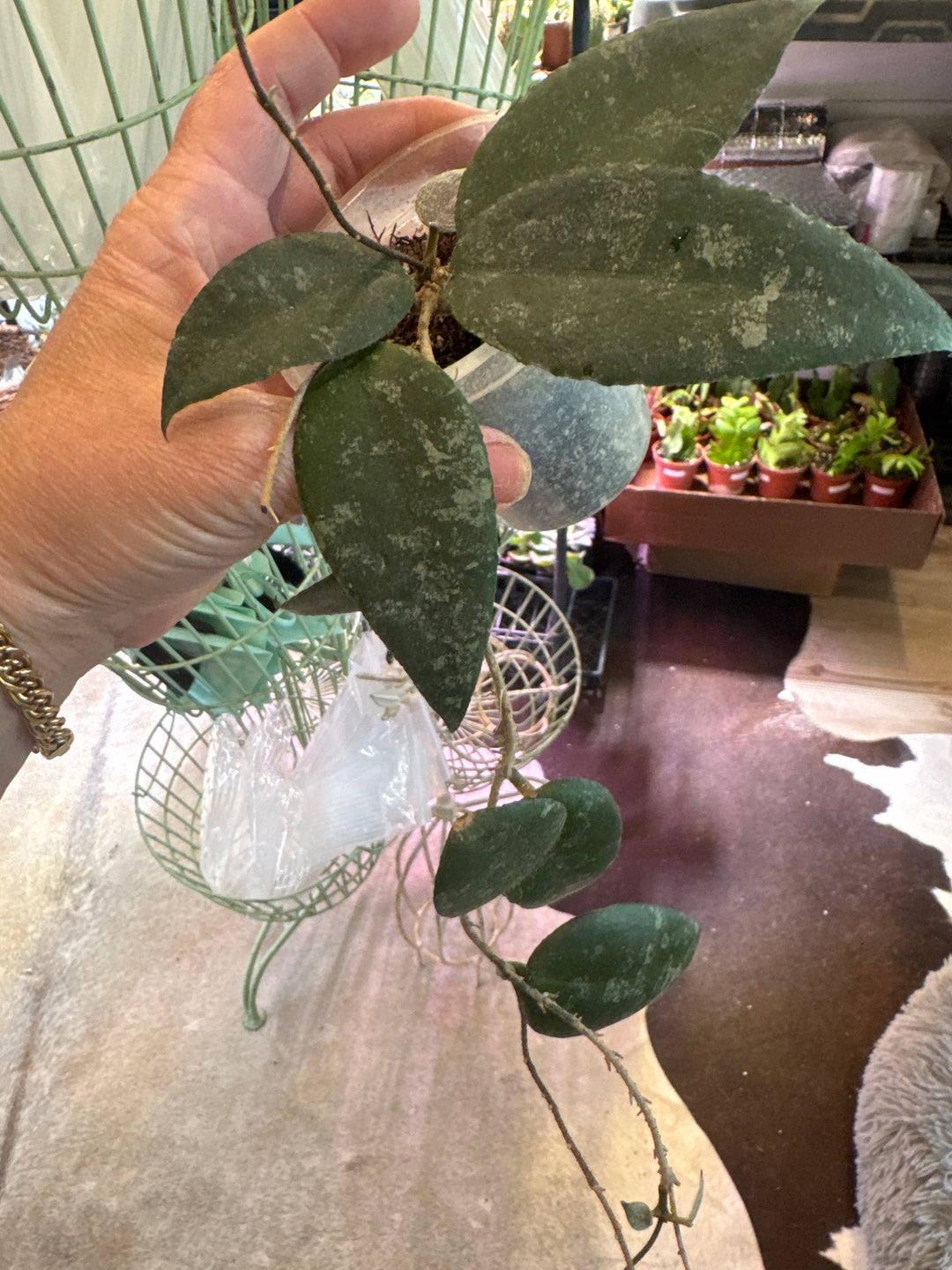 Hoya Caudata Sumatra