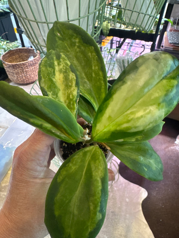Hoya Incrassata Moonshadow