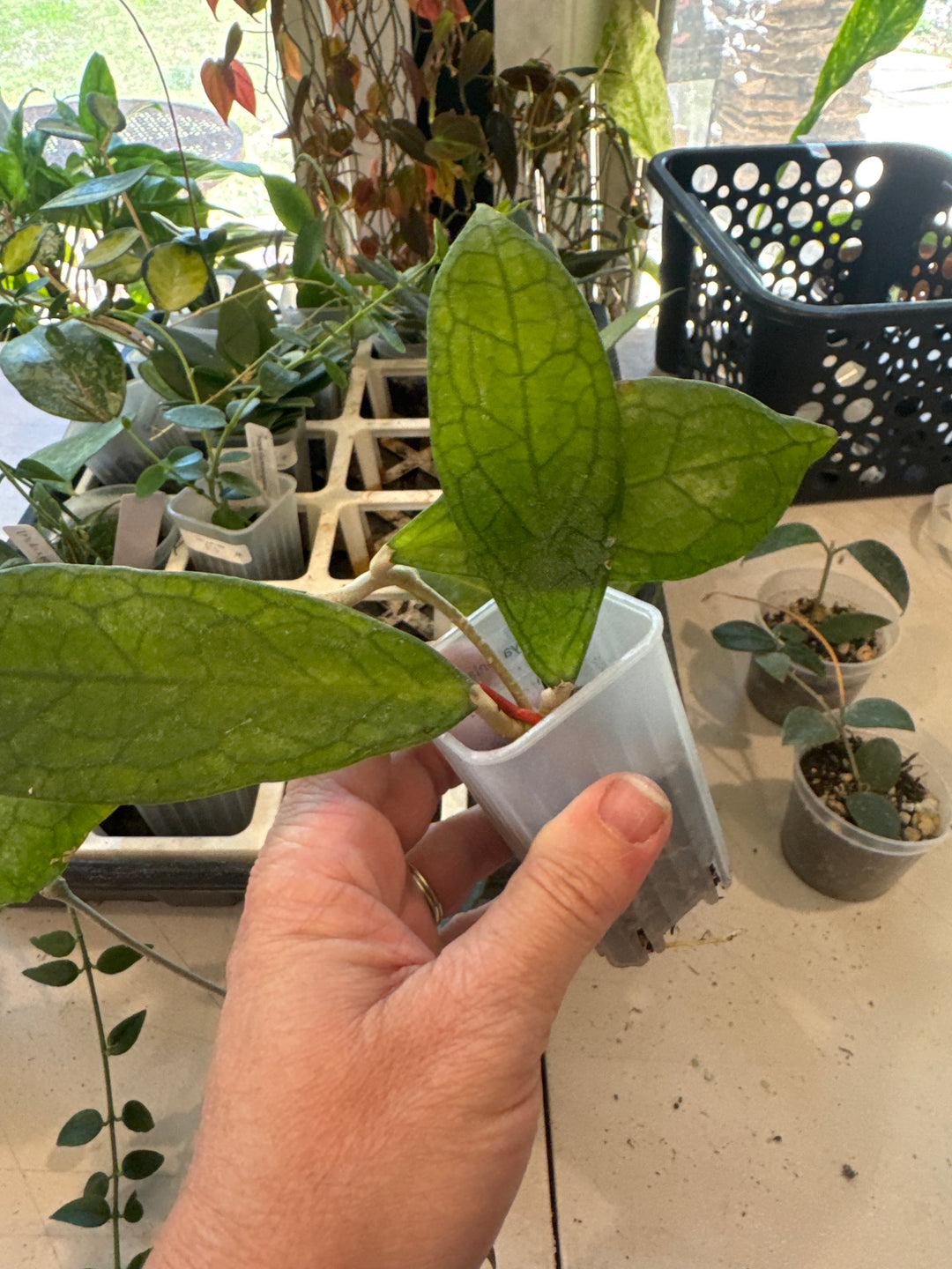 Hoya Finlaysonii