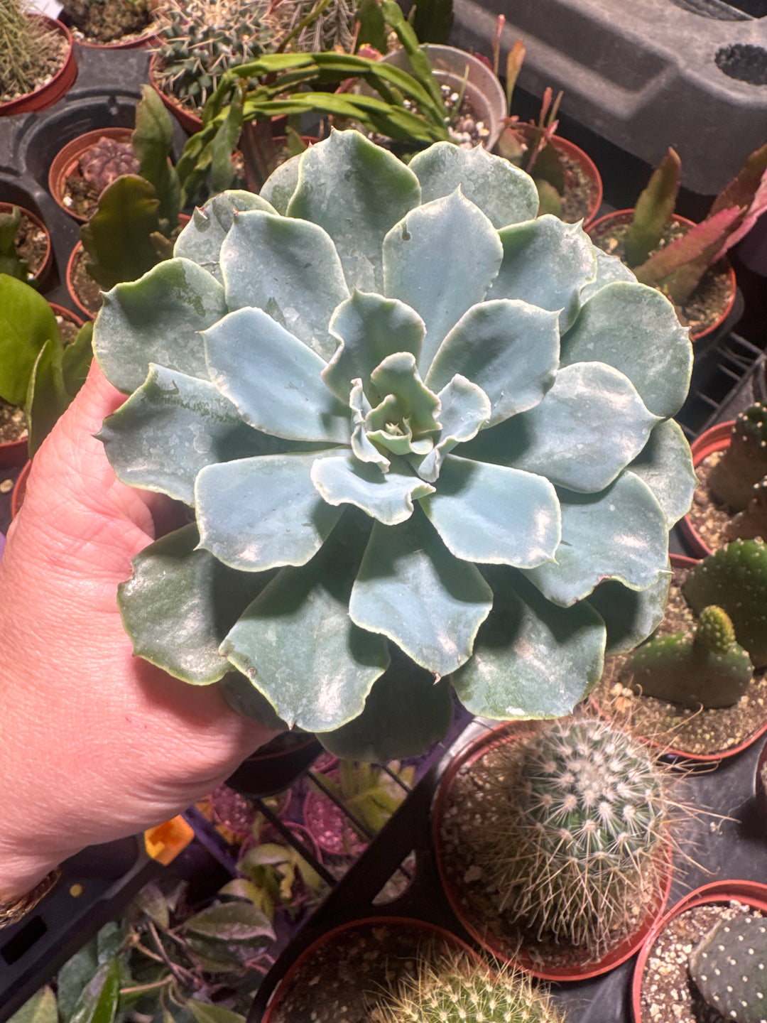Succulent