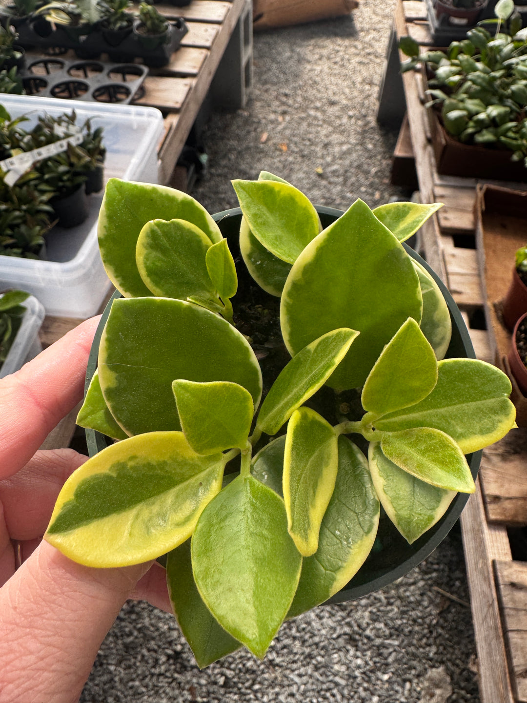 Hoya Australis Albo Blondie
