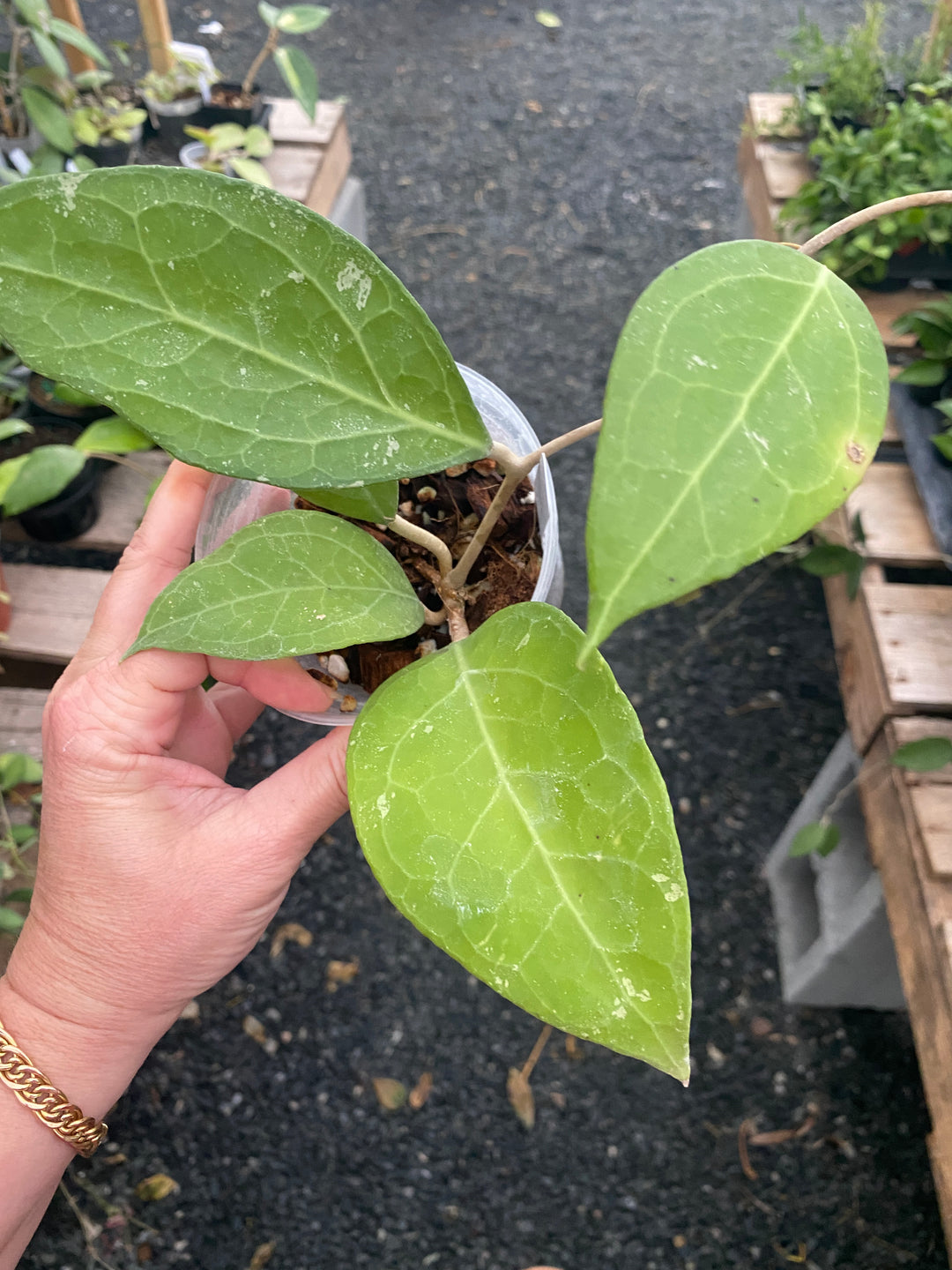 Hoya Verticillata Wayung