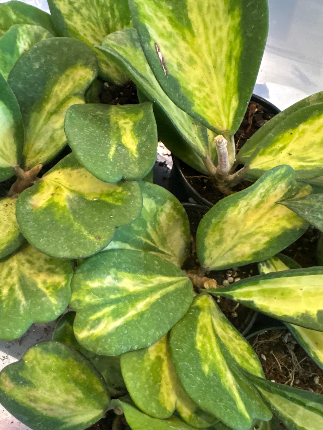 Kerrii Picta Spot Hoya