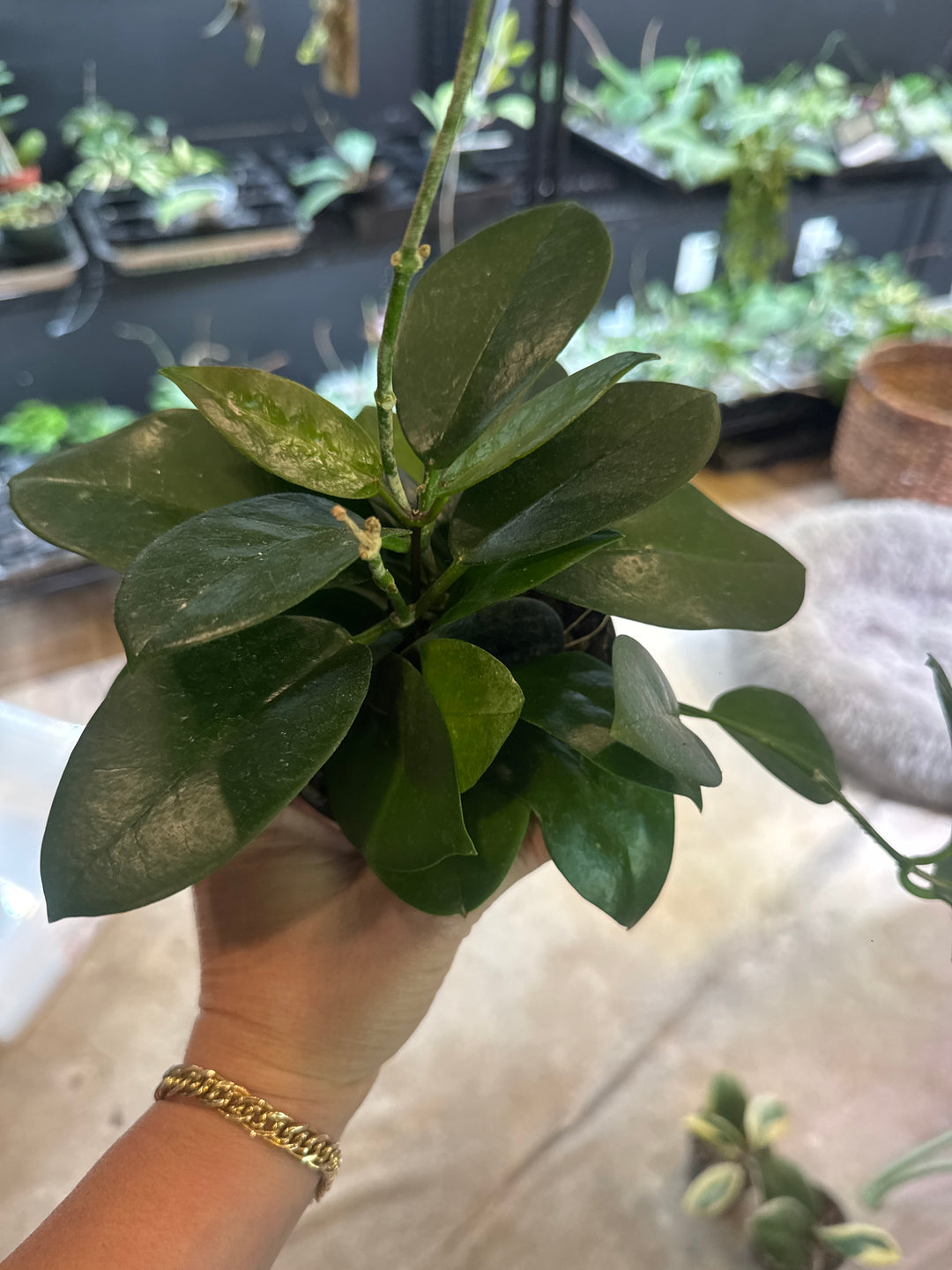Hoya Skinneriana
