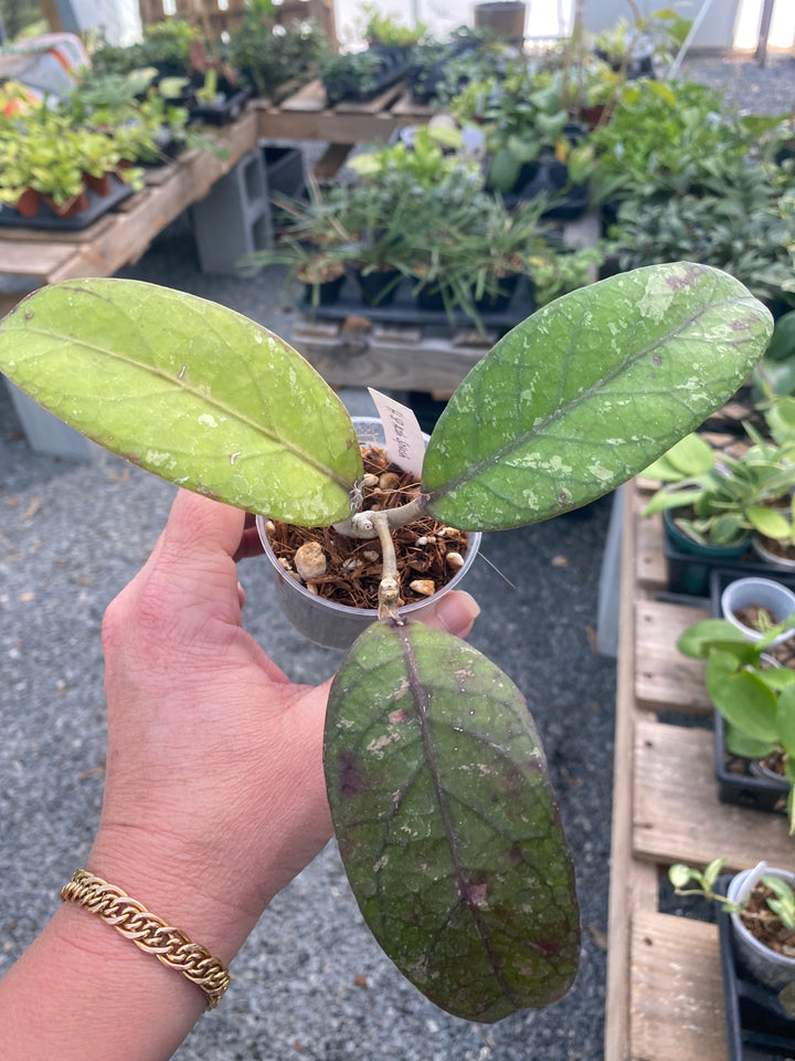 Hoya SP Aceh