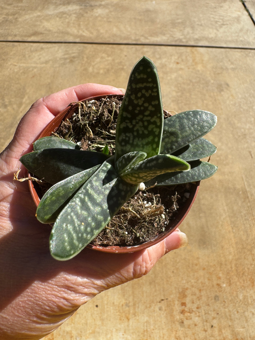 Gasteria