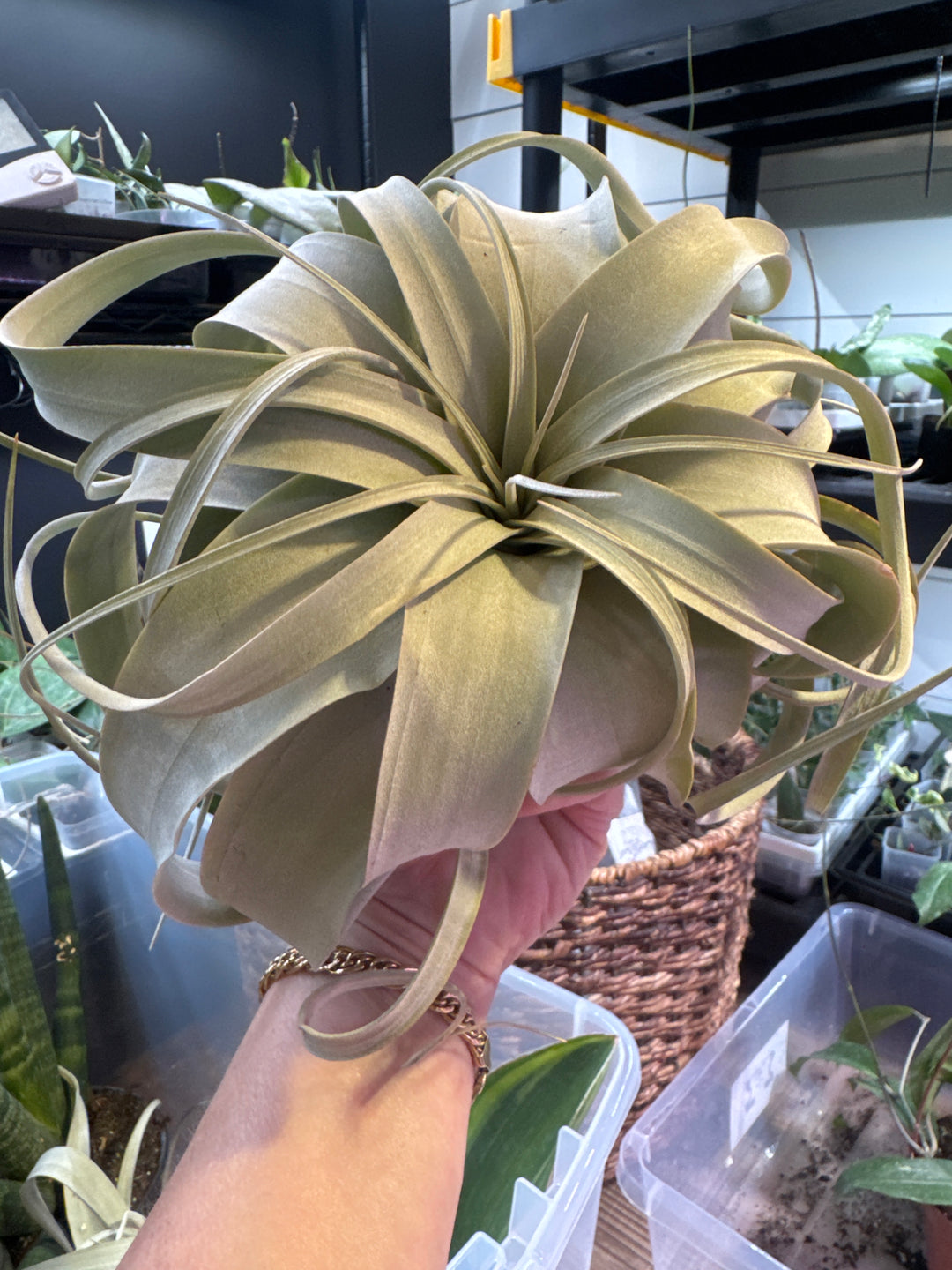 XL Air Plant Tillandisia