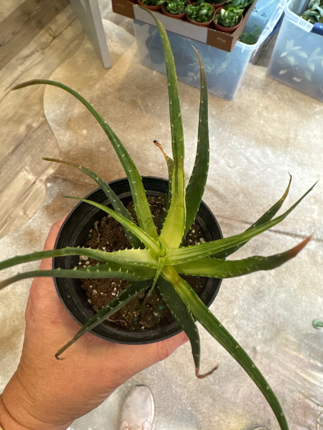 Solar Flare Aloe Variegated