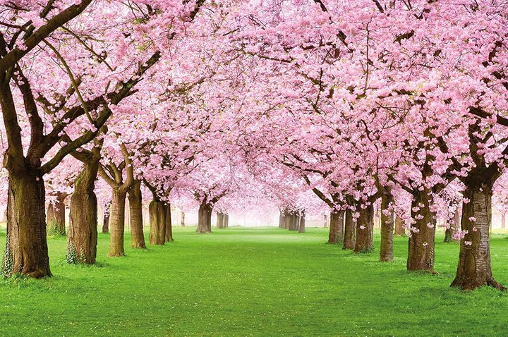 Japanese Cherry Blossom - ROOM SPRAY