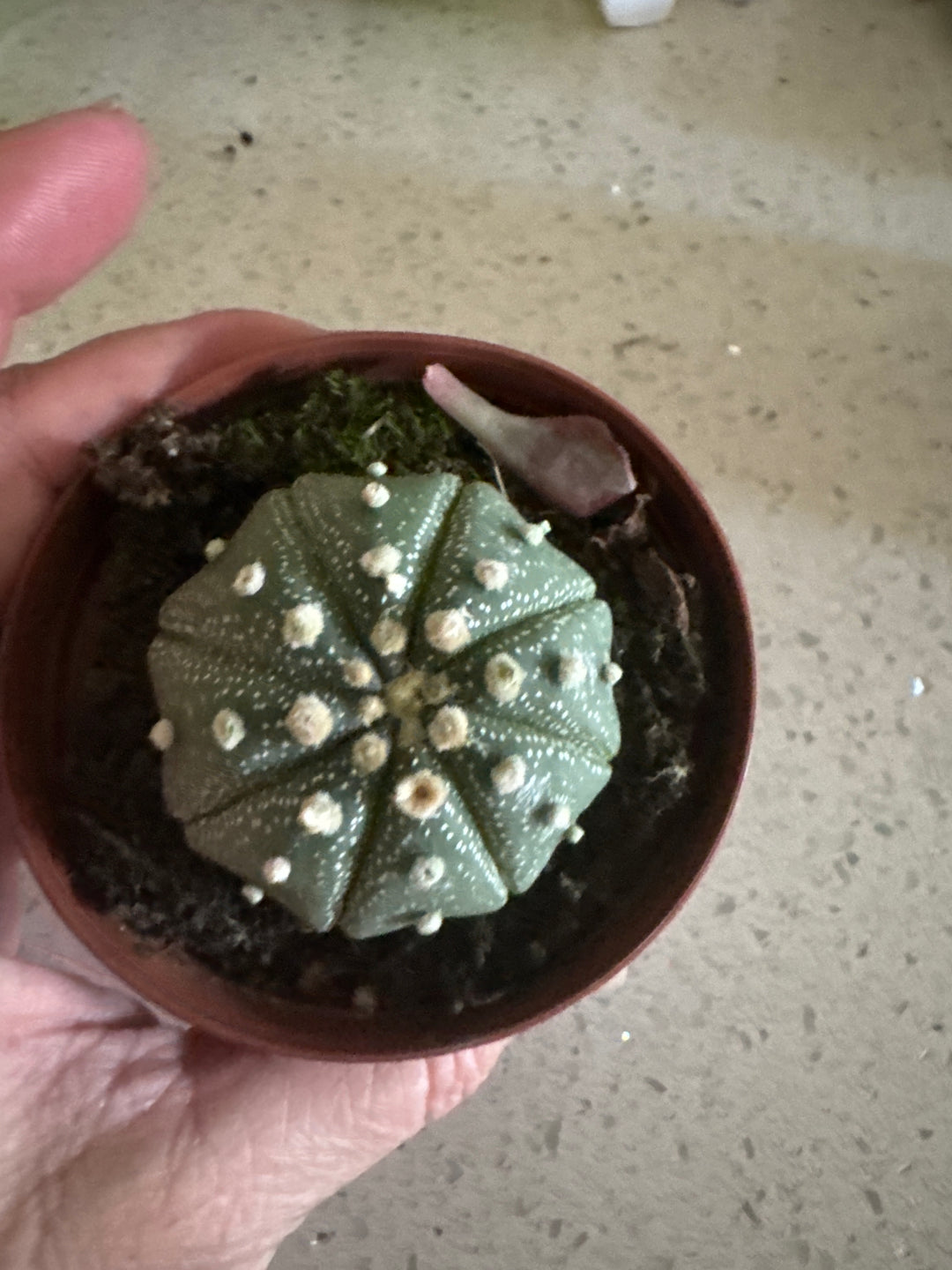 Astrophytum Asterias Star Shape