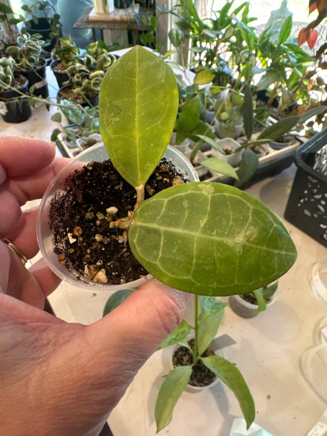 Hoya Elliptica