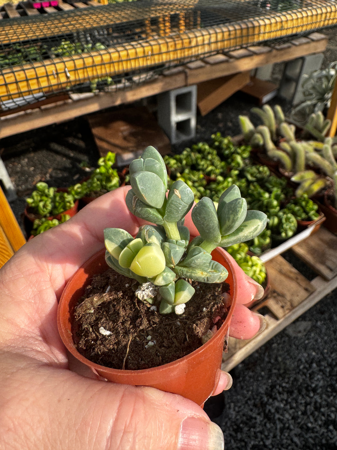 Astridia velutina variegata