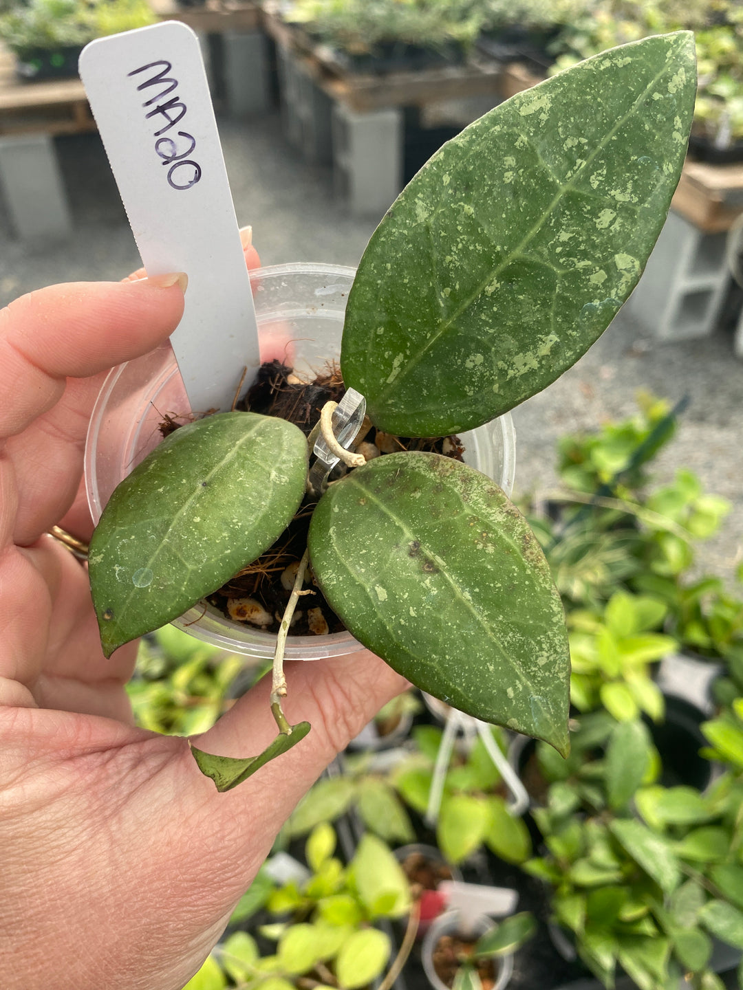 Hoya MA20