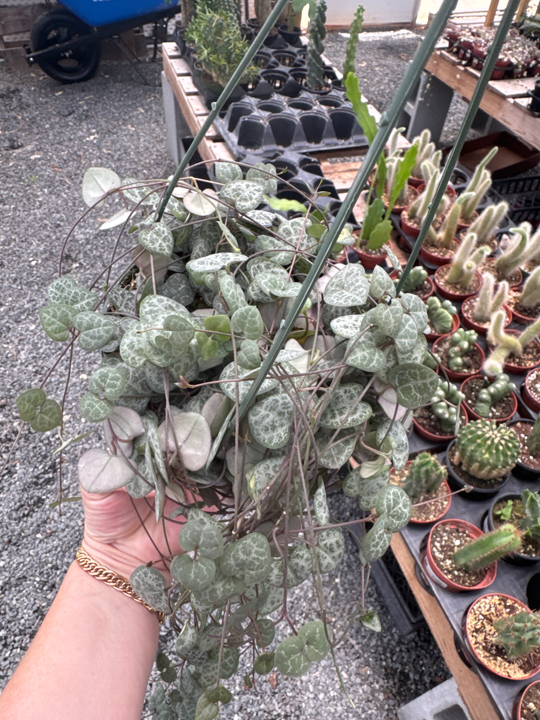 String of Hearts