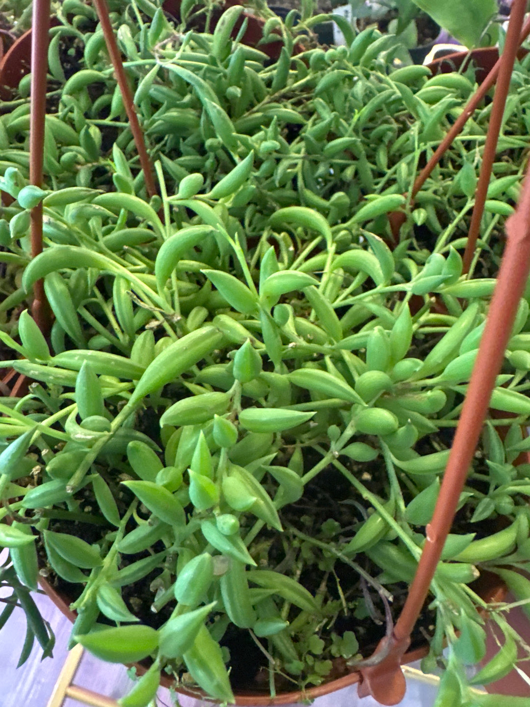 String of Bananas 6” HB