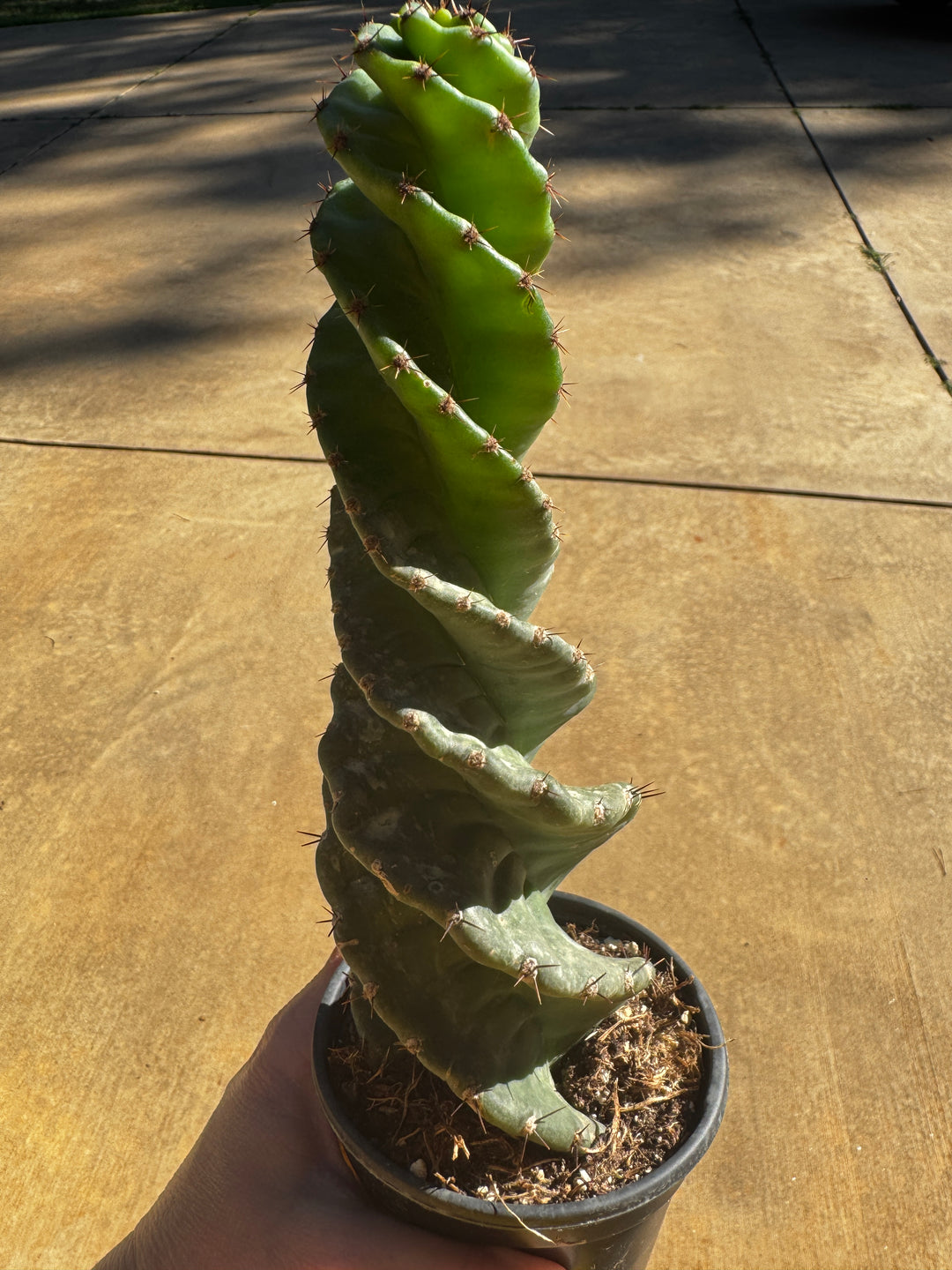 Spiral Cactus
