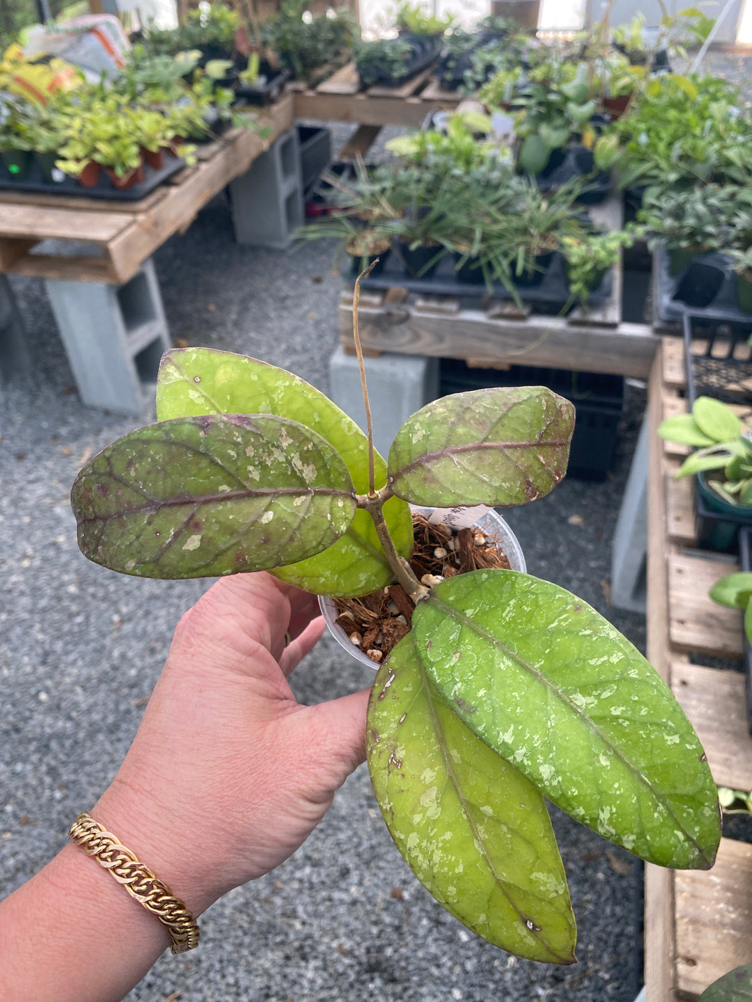 Hoya SP Aceh