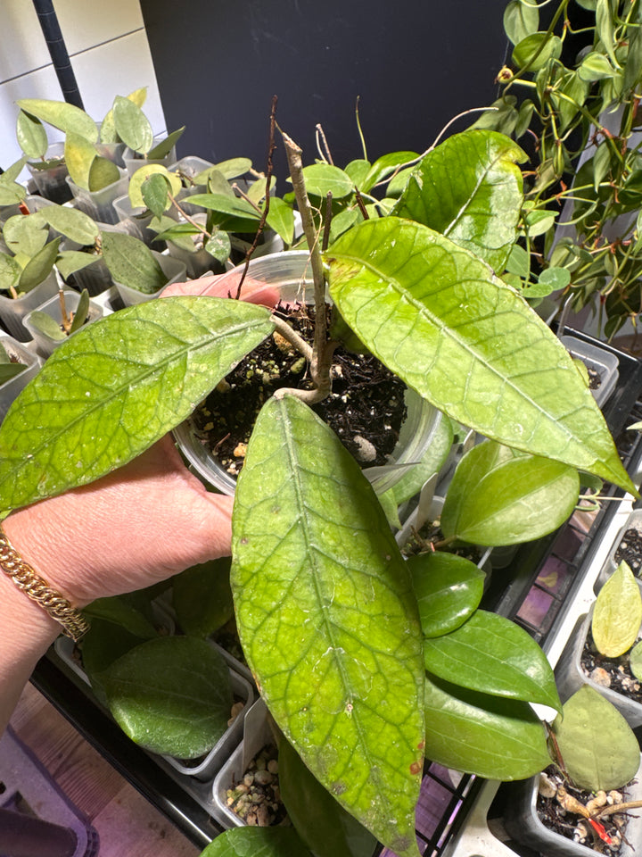 Hoya Aceh Venomous Anger