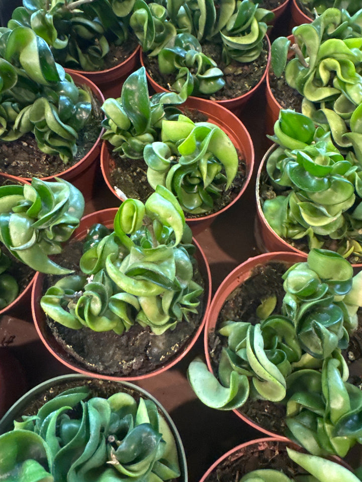 Hoya Compacta Rope