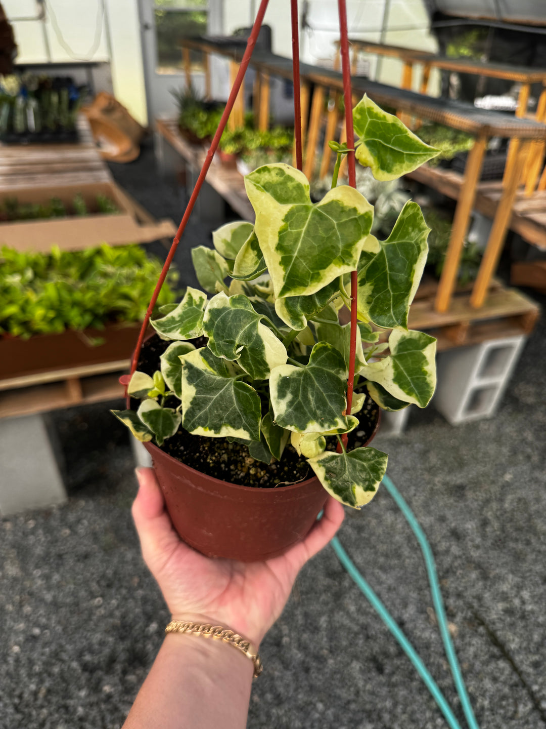 Senecio German Ivy 6” HB