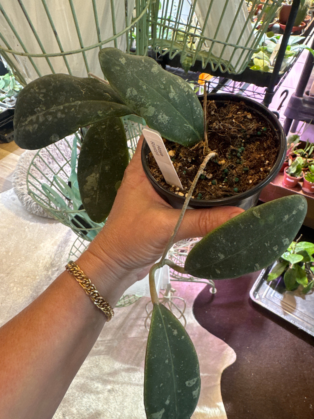 Hoya Rintzii