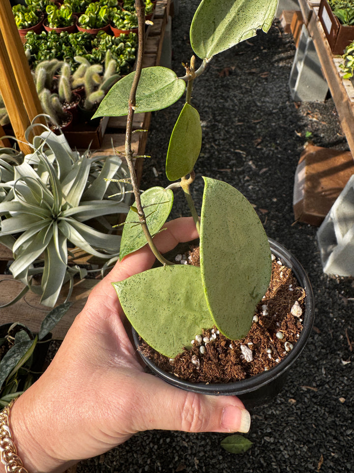 Hoya Silver Heart Verticillata