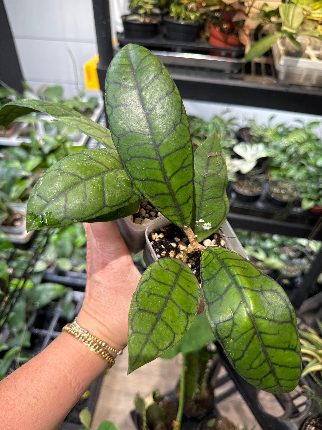 Callistophylla Angan