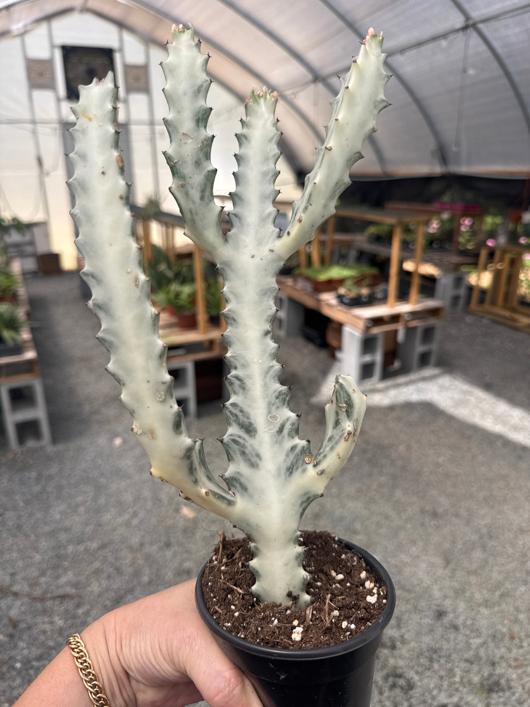 Euphorbia Dragon Bone