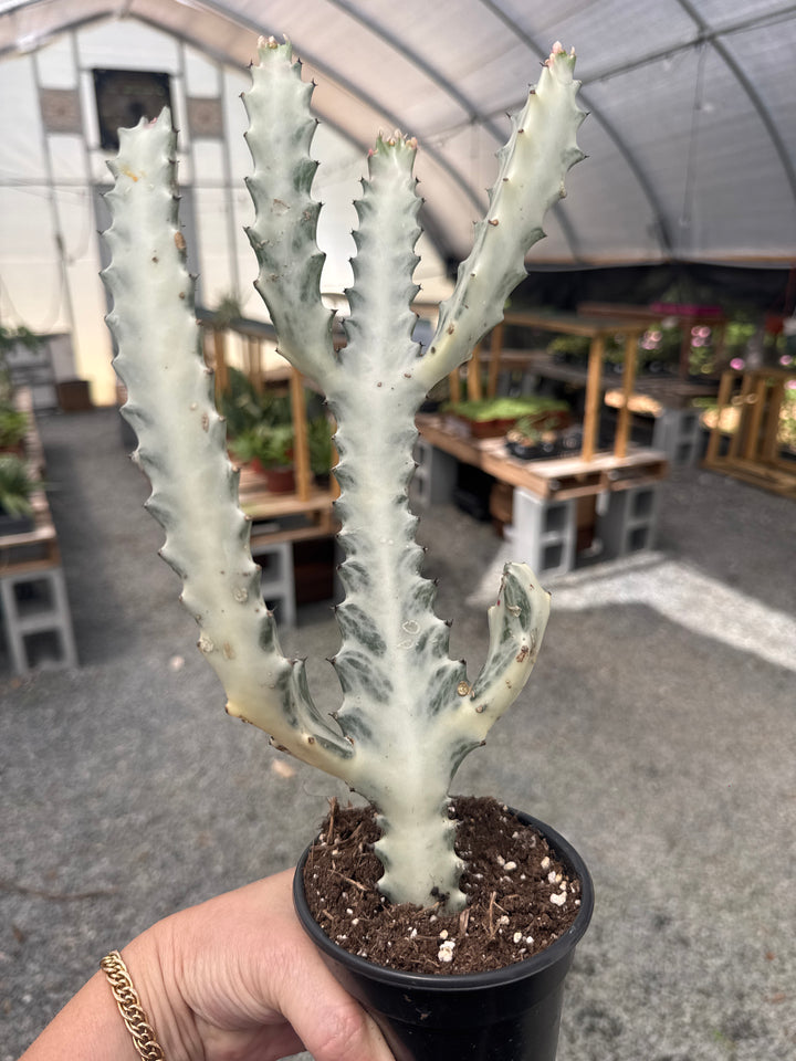 Euphorbia Dragon Bone