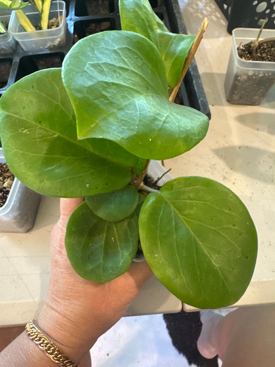 Hoya Rhiannon