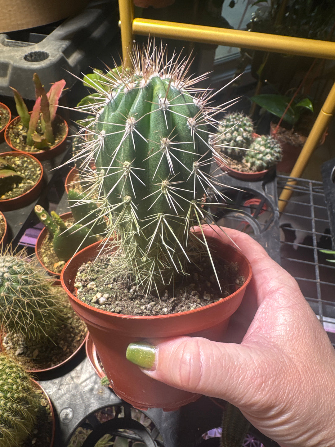 4” Cardon Grande cactus