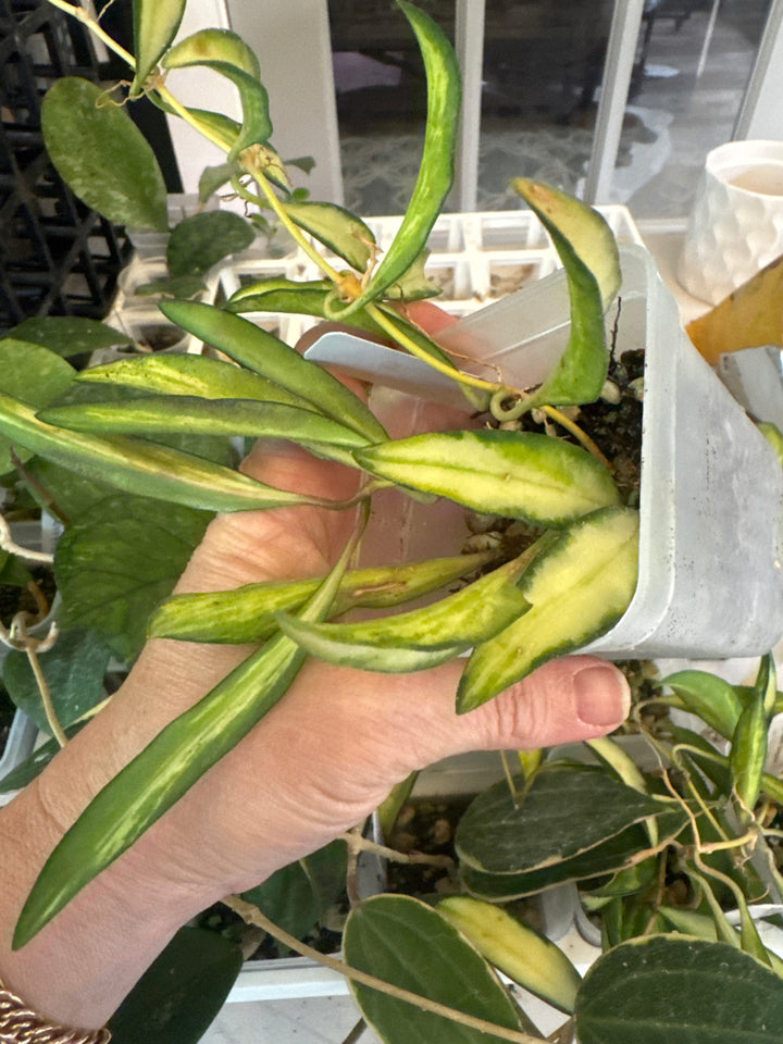 Hoya Variegated Wayettii
