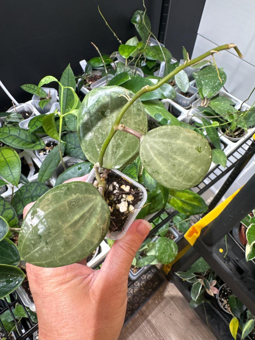Hoya Latifolia Silver