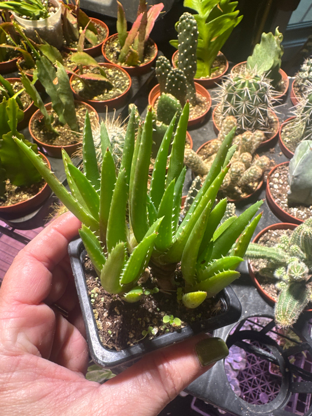 Succulent (Aloe