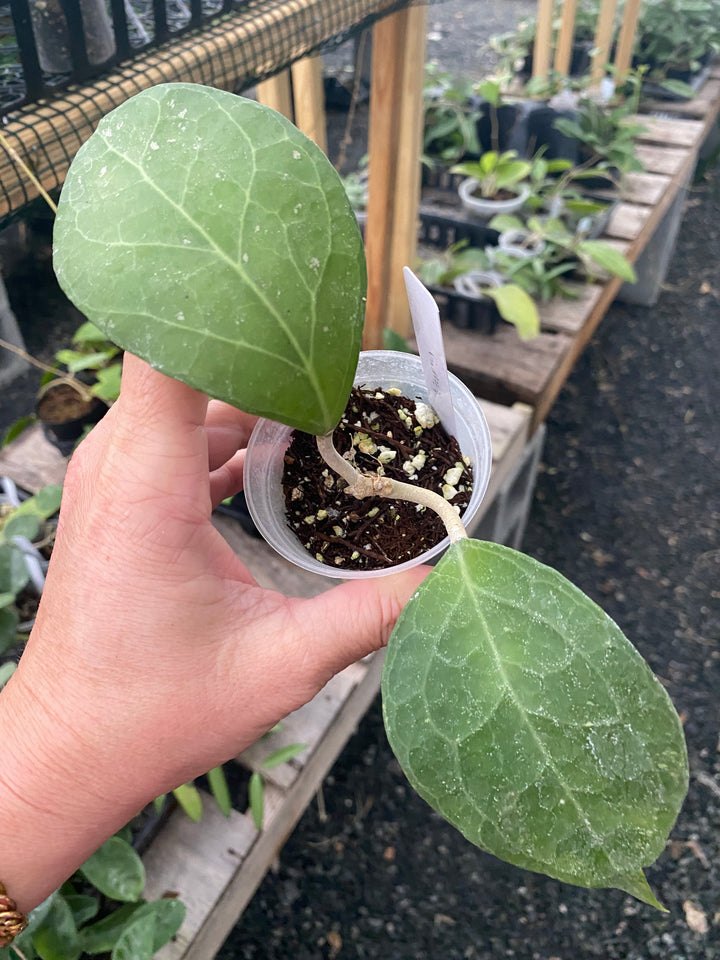 Hoya Verticillata Wayung