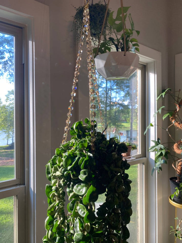Exclusive Champagne Glow Plant Hanger – A Collab with Airblush Co. x LiveGlowGrow