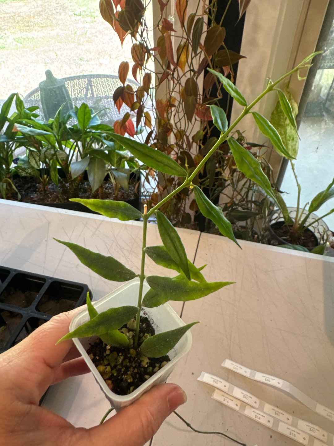 Hoya Paxtonii