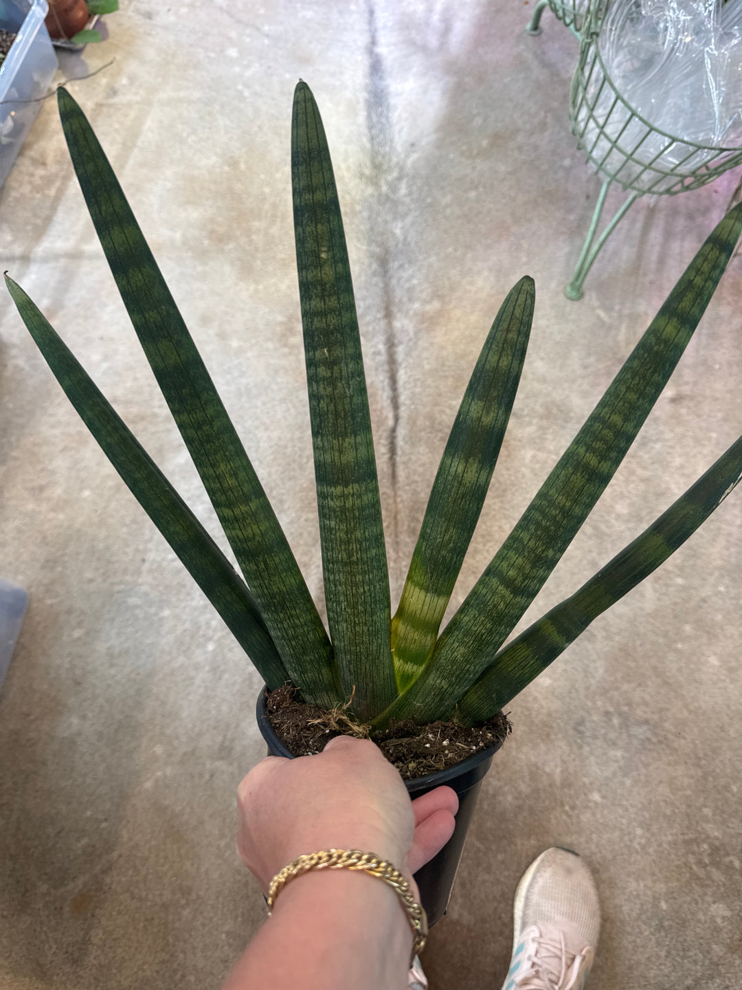 Starfish Sanseveria