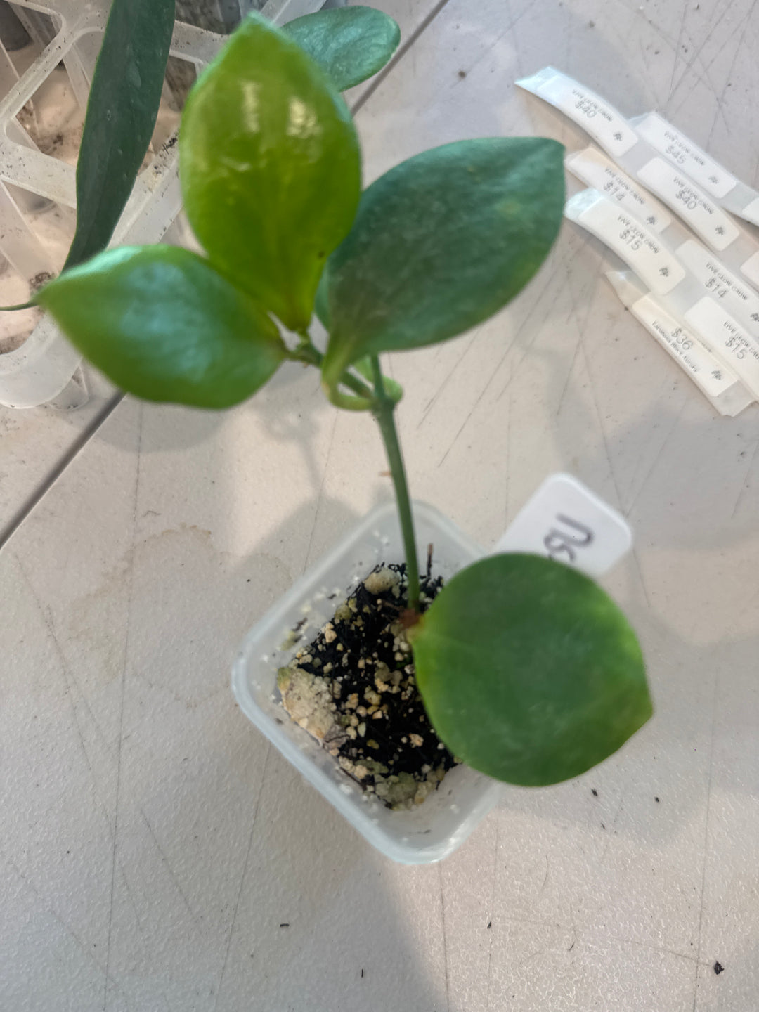 Hoya NS 05-055
