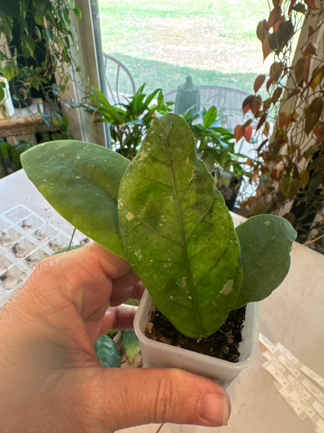 Hoya Aceh NAP 04