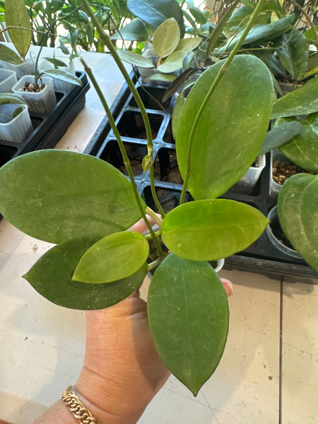 Hoya Idaho