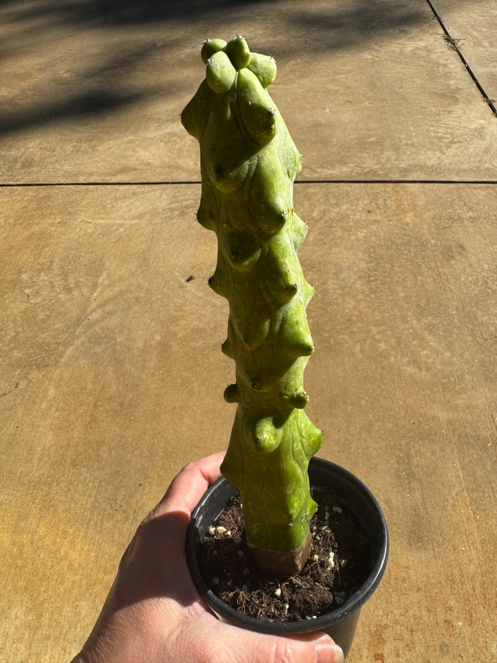Boobie Cactus