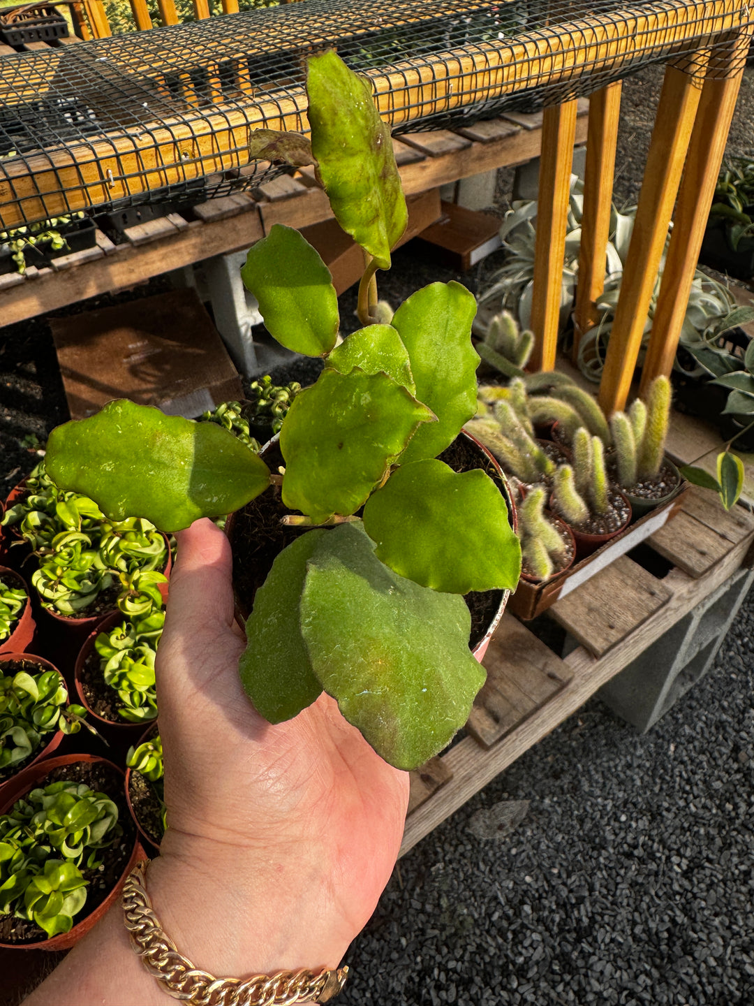 Hoya Waymaniae