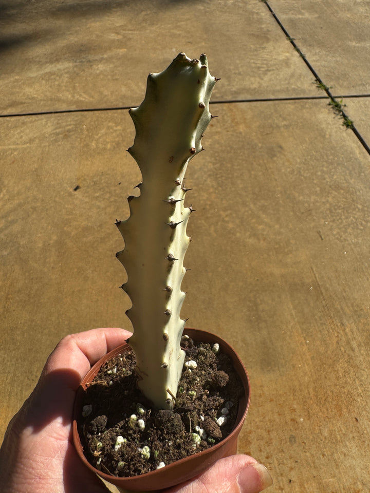 Euphorbia Dragon Bone