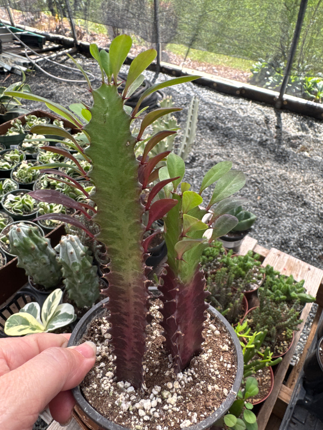 Euphorbia Triconia