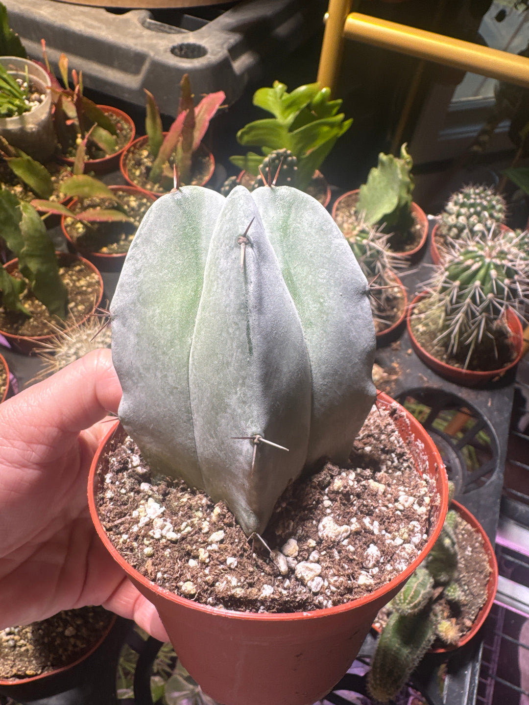 4” desert cactus